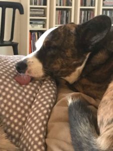 Hundesprog: hunden sig om munden – monica lylloff